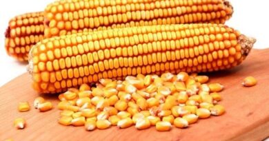 مصر تطرح ممارسة دولية لشراء ذرة صفراء