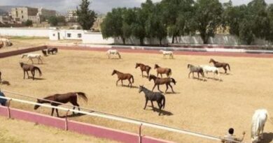 قيادي حوثي يحوّل فناء وزارة إلى مزرعة بطاطس... ويبيع نادي الفروسية