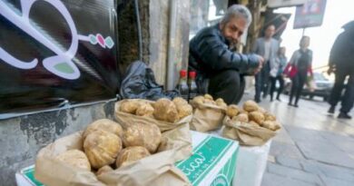 مجازر جمع الكمأ تتواصل في شرق سوريا