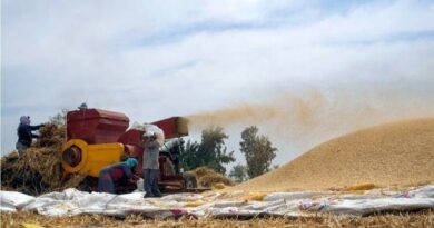 الحكومة المصرية ترفع سعر توريد القمح المحلي 50%